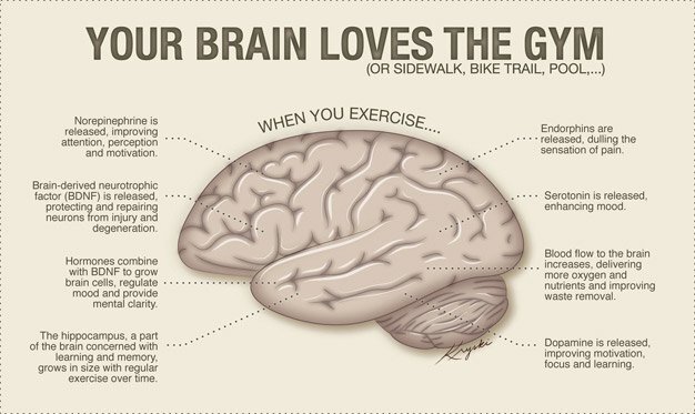Your Brain Loves The Gym Infographic